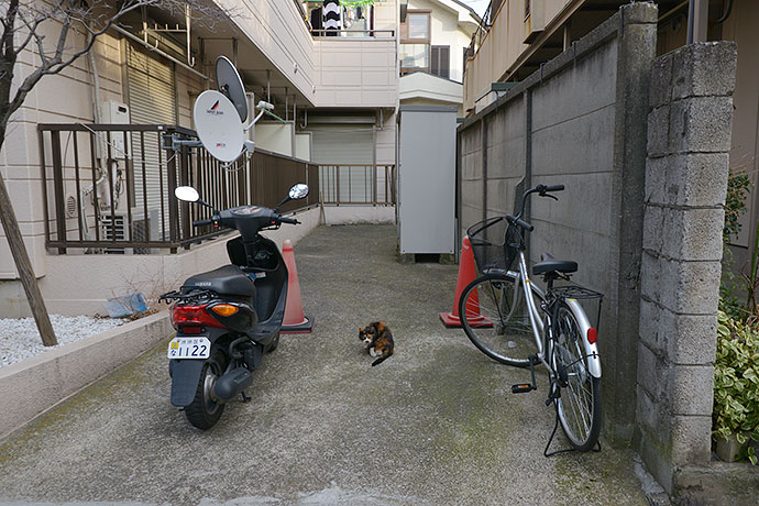 街のねこたち