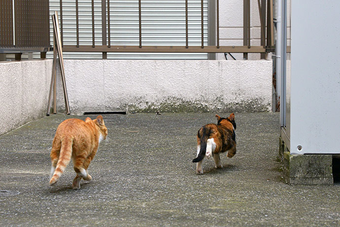 街のねこたち