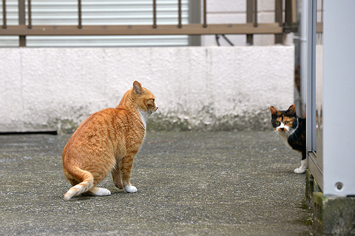 街のねこたち