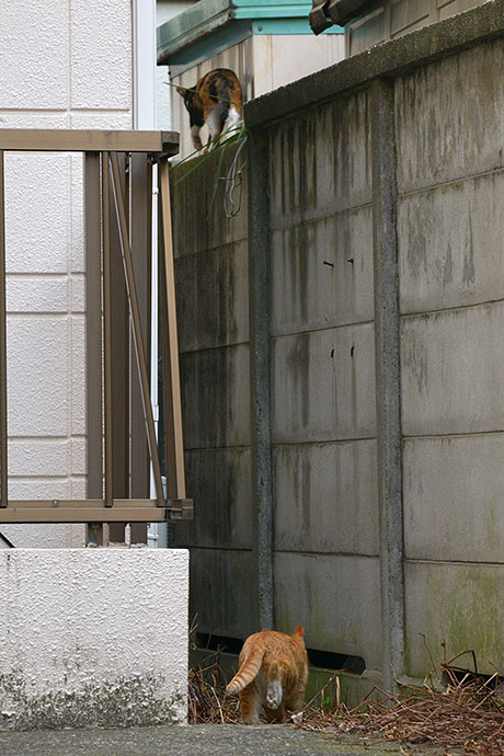 街のねこたち