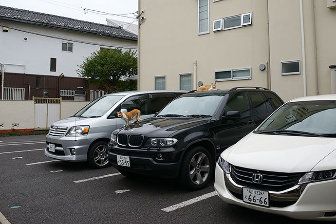 街のねこたち