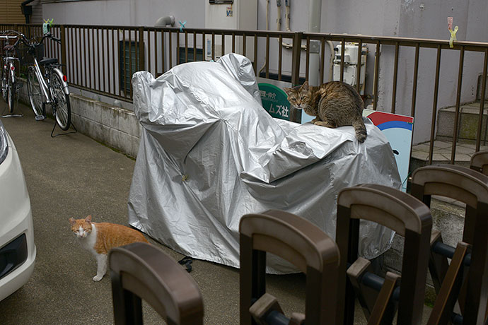 街のねこたち