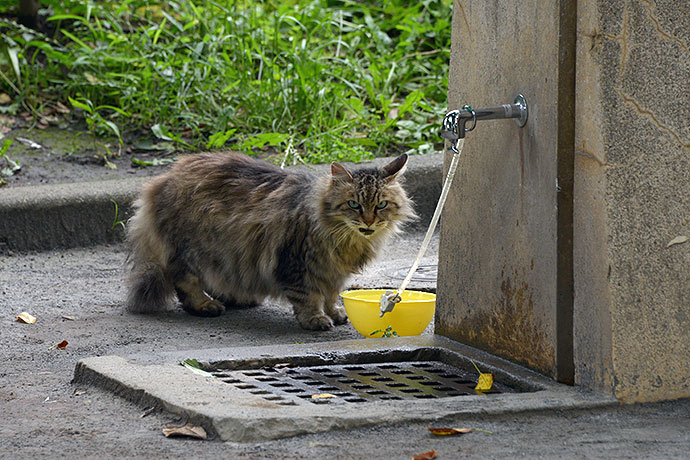 街のねこたち