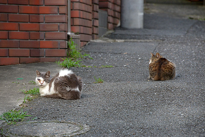 街のねこたち