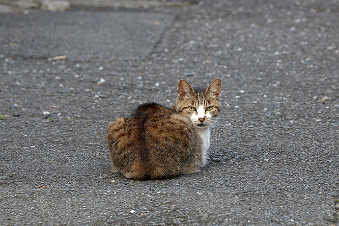 街のねこたち