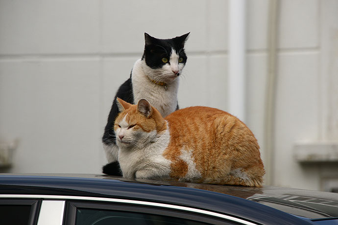 街のねこたち