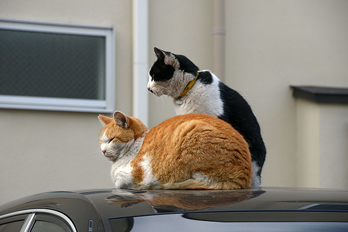 街のねこたち