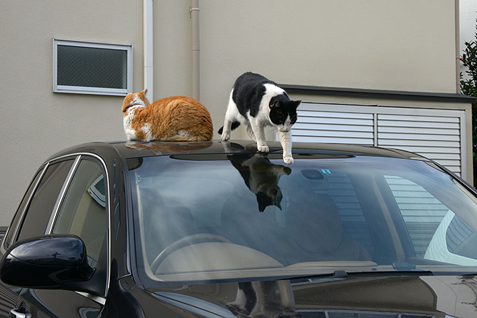 街のねこたち