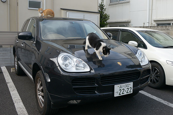 街のねこたち