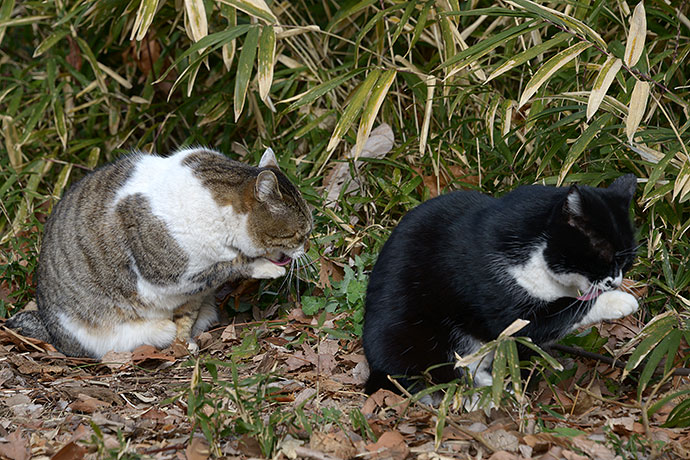 街のねこたち