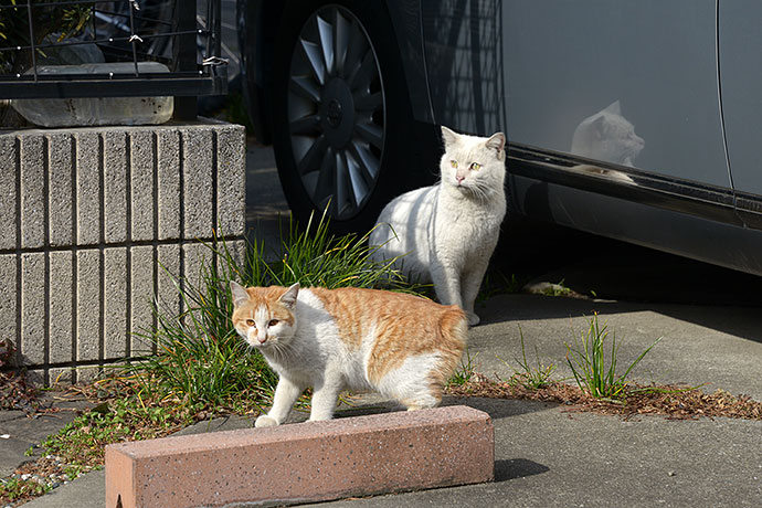 街のねこたち