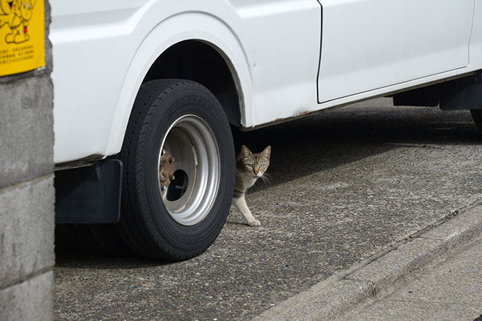 街のねこたち