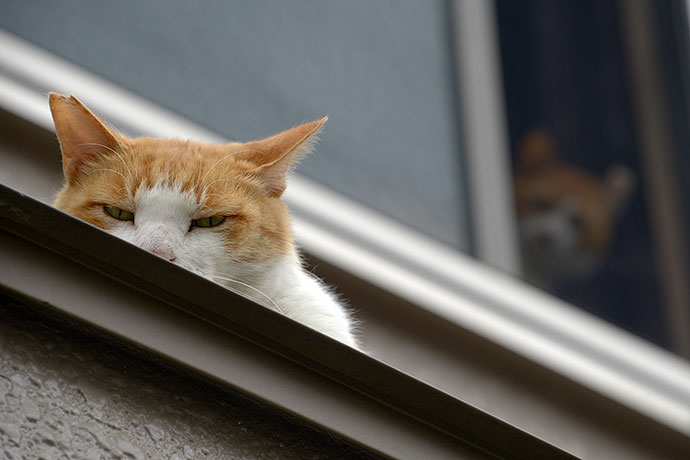 街のねこたち