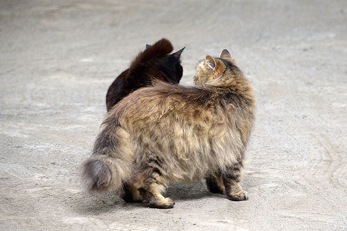街のねこたち