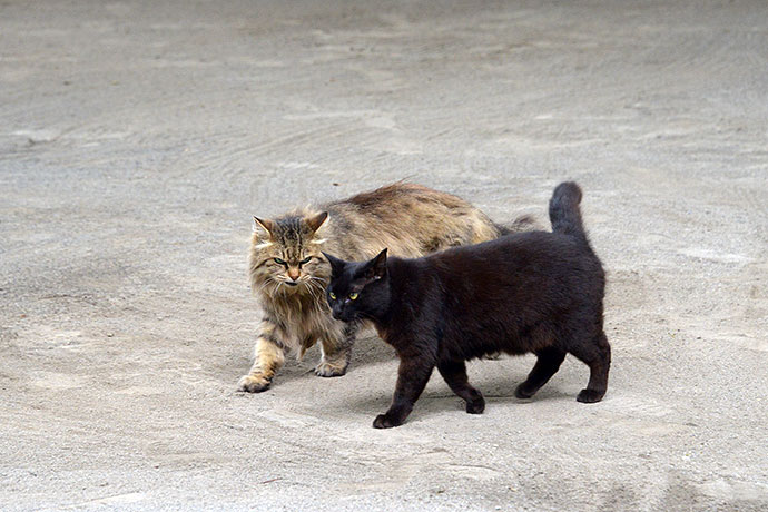 街のねこたち
