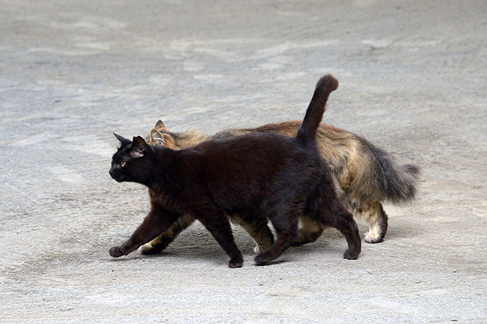 街のねこたち