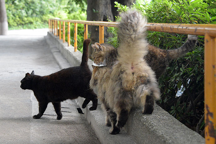 街のねこたち