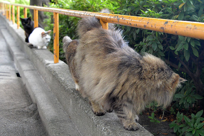 街のねこたち