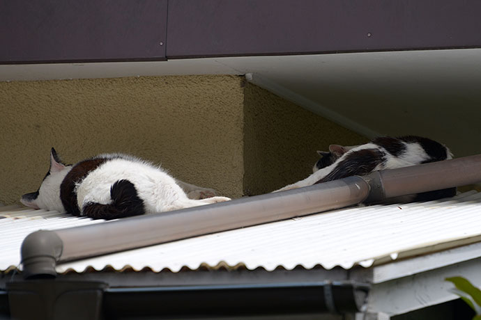 街のねこたち
