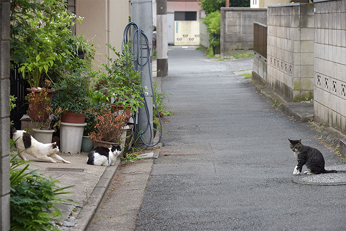 街のねこたち