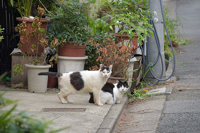 街のねこたち