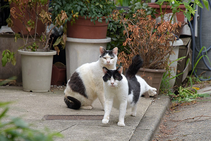 街のねこたち