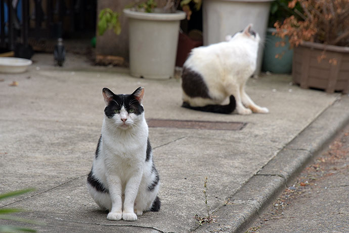 街のねこたち