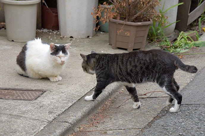 街のねこたち