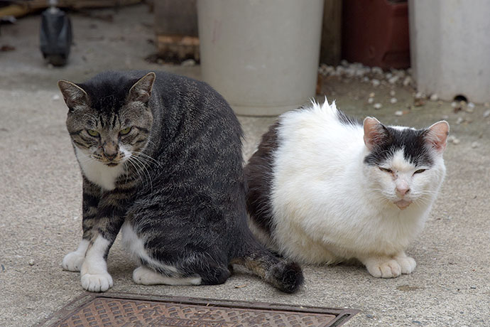 街のねこたち