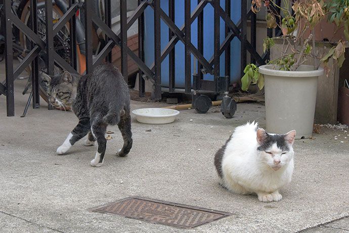街のねこたち