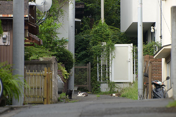 街のねこたち