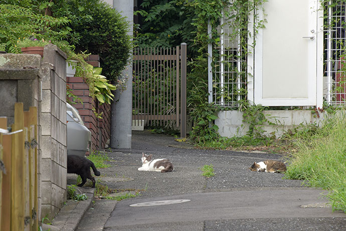 街のねこたち