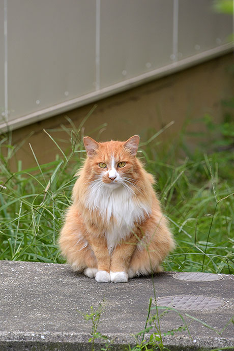 街のねこたち