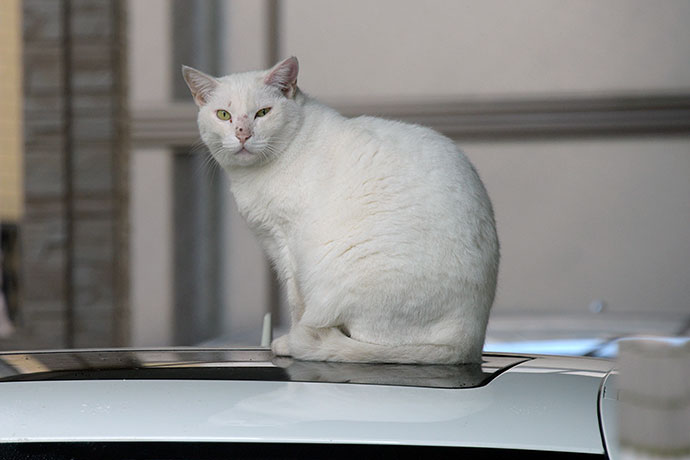 街のねこたち