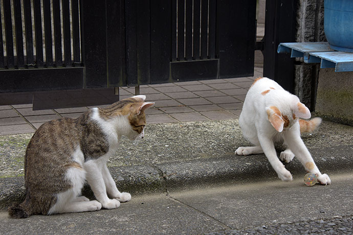 街のねこたち