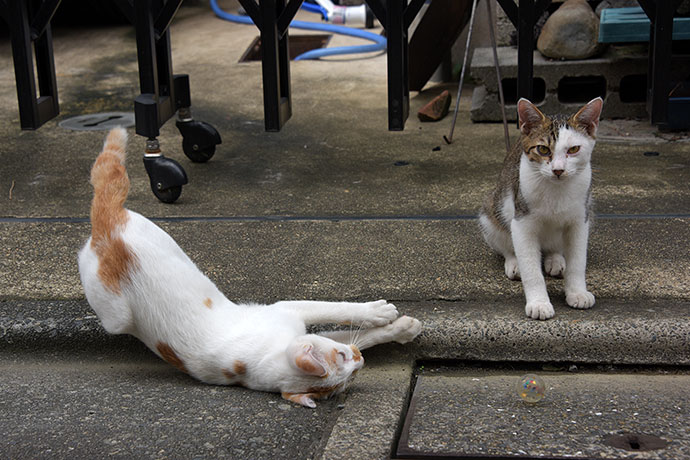 街のねこたち