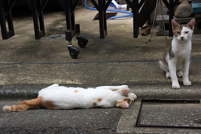 街のねこたち