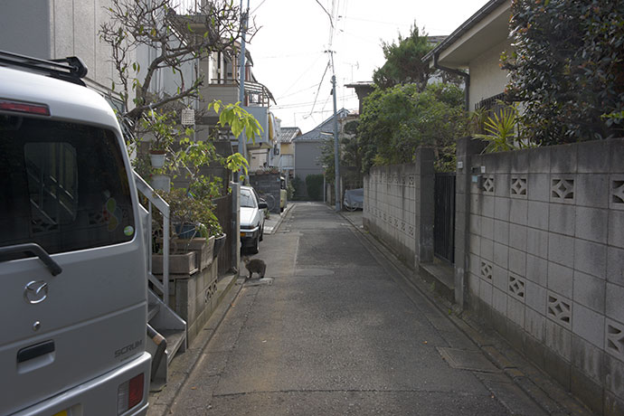 街のねこたち