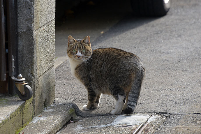 街のねこたち
