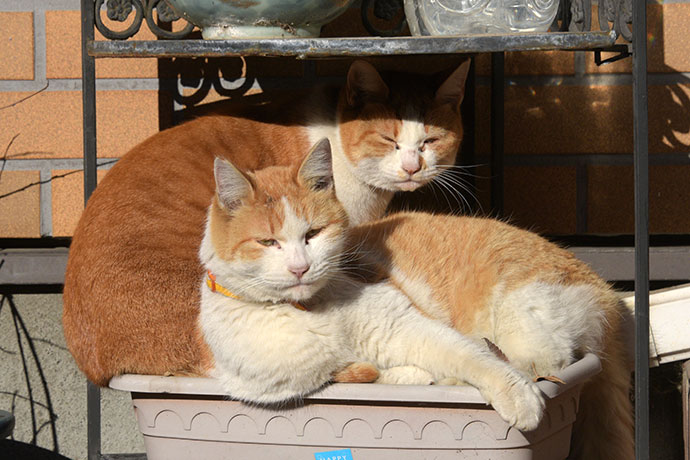 街のねこたち