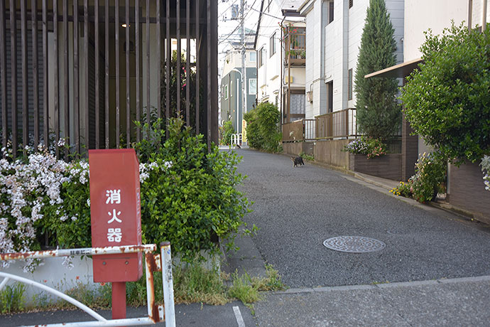 街のねこたち
