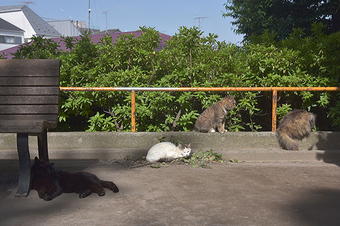 街のねこたち