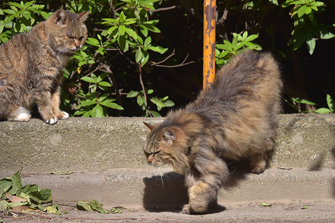 街のねこたち