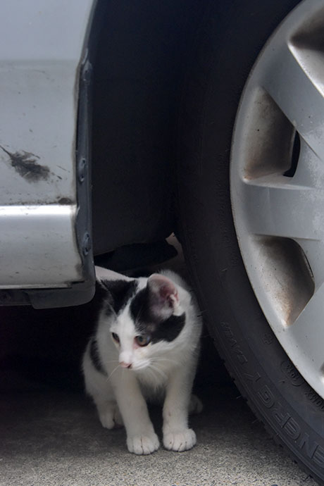 街のねこたち