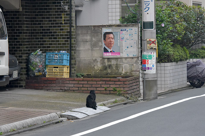 街のねこたち