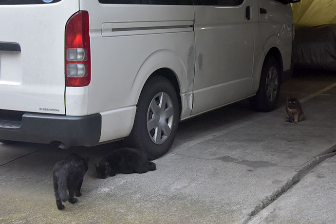 街のねこたち