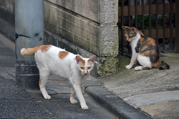 街のねこたち