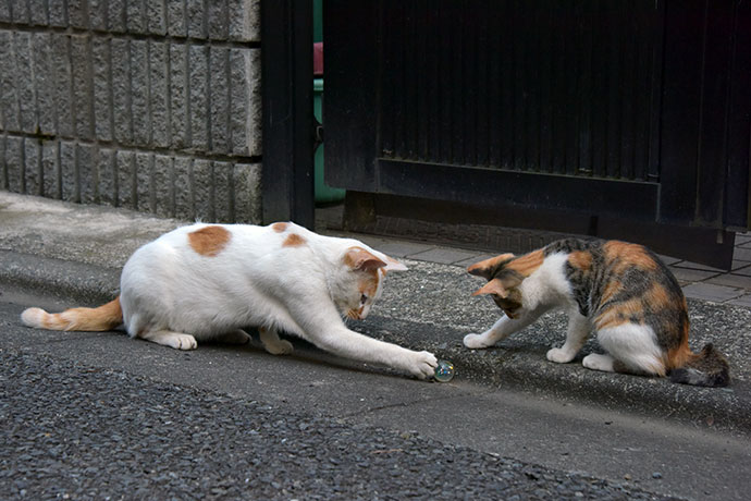 街のねこたち