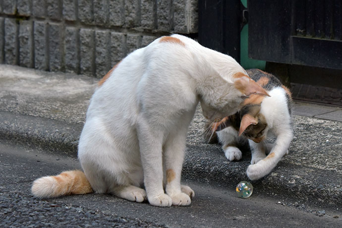 街のねこたち