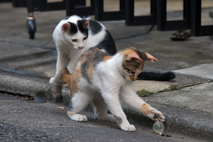 街のねこたち